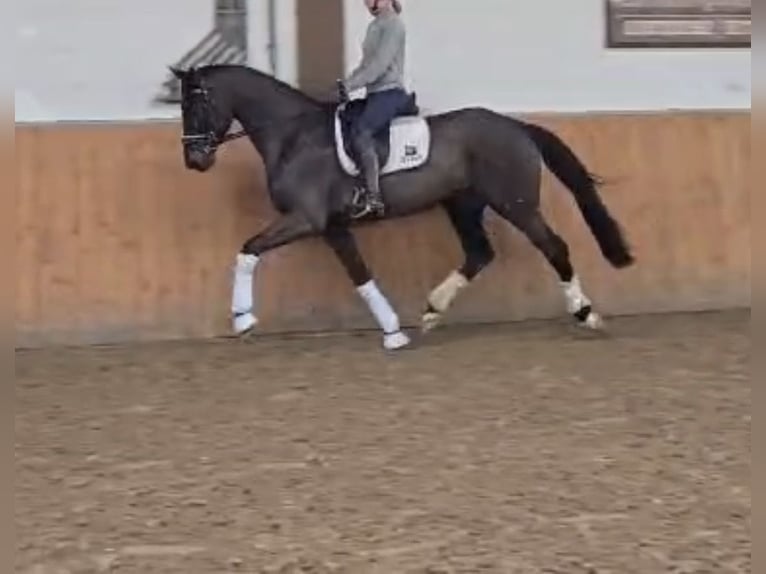 Oldenburgo Caballo castrado 4 años 167 cm Morcillo in Holzen