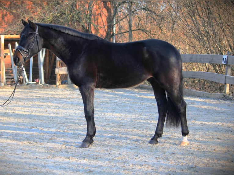 Oldenburgo Caballo castrado 4 años 167 cm Morcillo in Lautertal