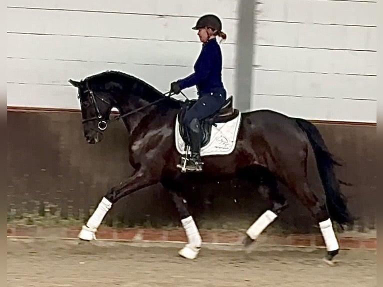 Oldenburgo Caballo castrado 4 años 167 cm Morcillo in Lohne (Oldenburg)
