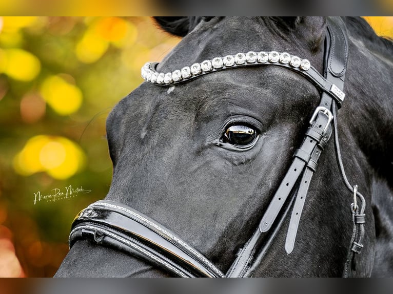 Oldenburgo Caballo castrado 4 años 167 cm Negro in Bad Vilbel