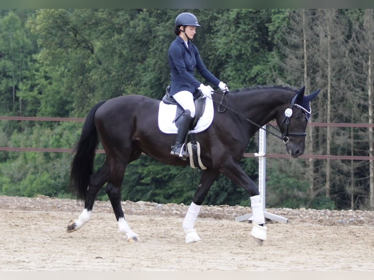 Oldenburgo Caballo castrado 4 años 167 cm Negro in Niederkassel