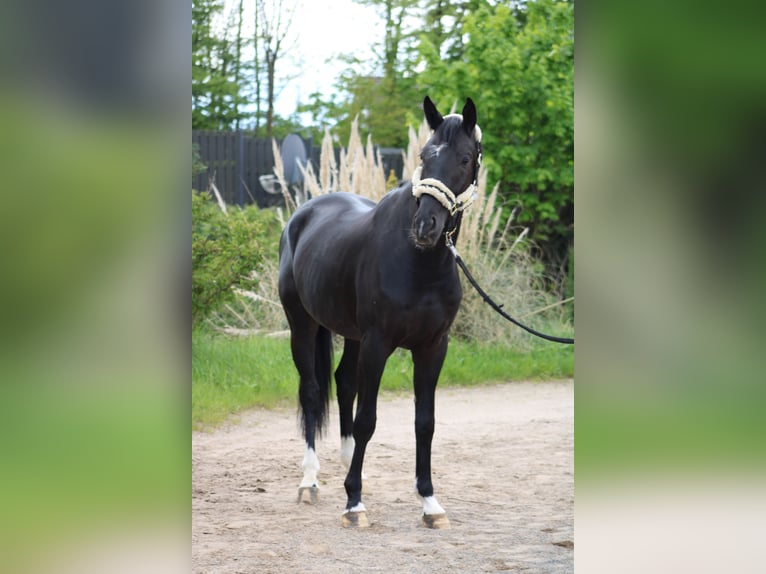 Oldenburgo Caballo castrado 4 años 167 cm Negro in Niederkassel