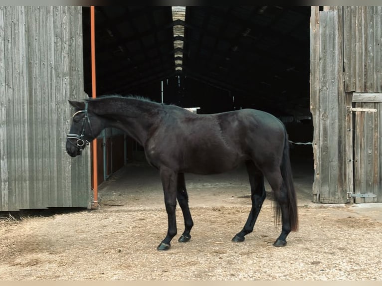 Oldenburgo Caballo castrado 4 años 167 cm Negro in Rochau