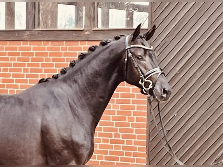 Oldenburgo Caballo castrado 4 años 167 cm Negro in Klagenfurt