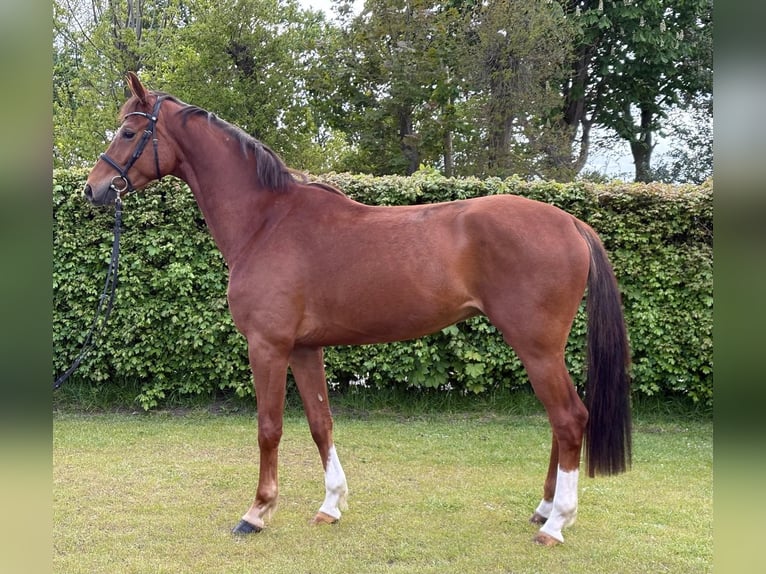 Oldenburgo Caballo castrado 4 años 168 cm Alazán in Immenstedt