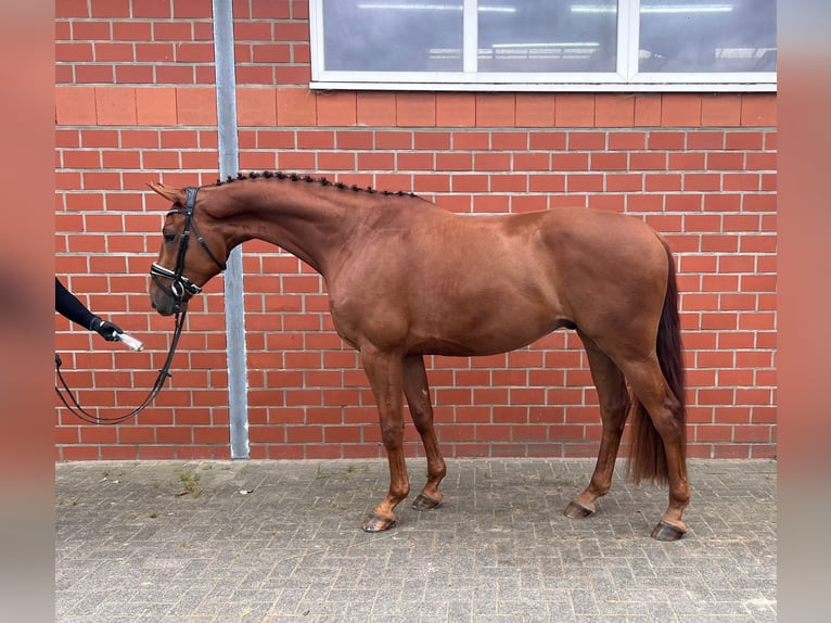 Oldenburgo Caballo castrado 4 años 168 cm Alazán in Lohne (Oldenburg)