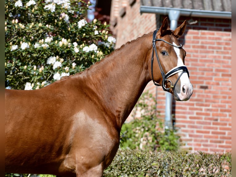 Oldenburgo Caballo castrado 4 años 168 cm Alazán in Vechta