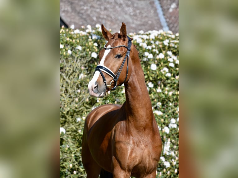 Oldenburgo Caballo castrado 4 años 168 cm Alazán in Vechta