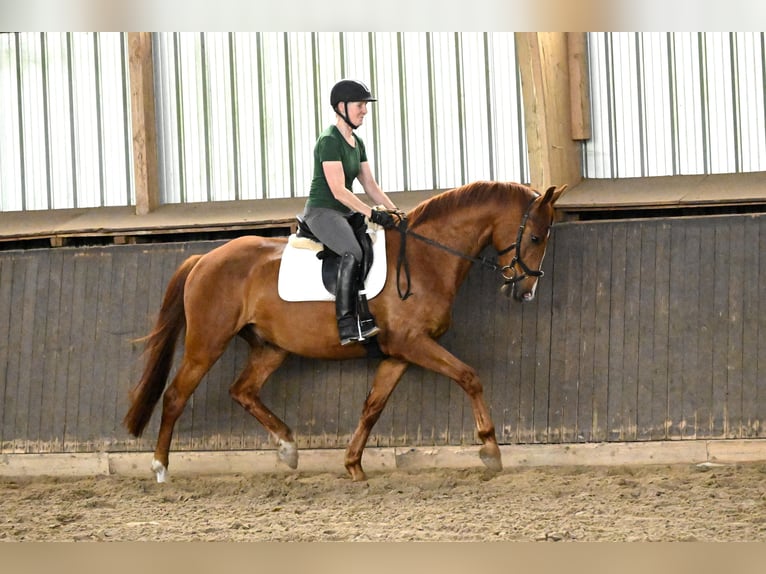 Oldenburgo Caballo castrado 4 años 168 cm Alazán-tostado in Hagen im Bremischen