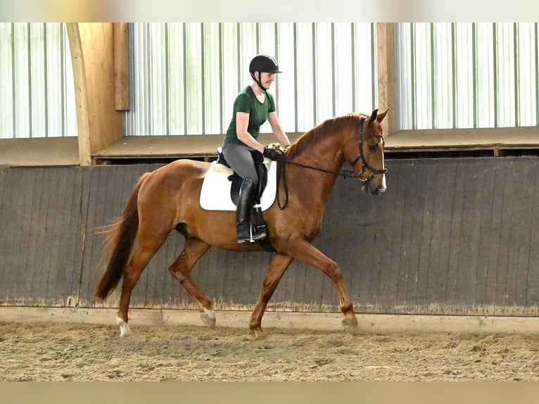 Oldenburgo Caballo castrado 4 años 168 cm Alazán-tostado in Hagen im Bremischen