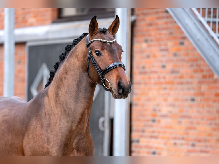 Oldenburgo Caballo castrado 4 años 168 cm Castaño in Berlin