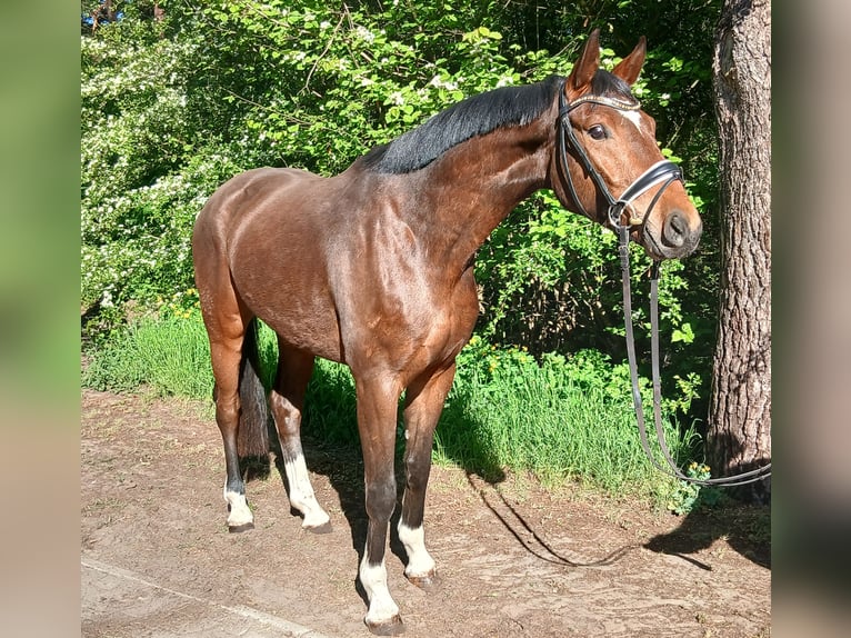 Oldenburgo Caballo castrado 4 años 168 cm Castaño in Barenburg