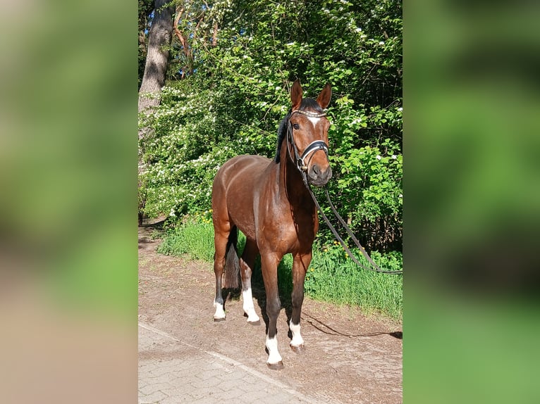 Oldenburgo Caballo castrado 4 años 168 cm Castaño in Barenburg