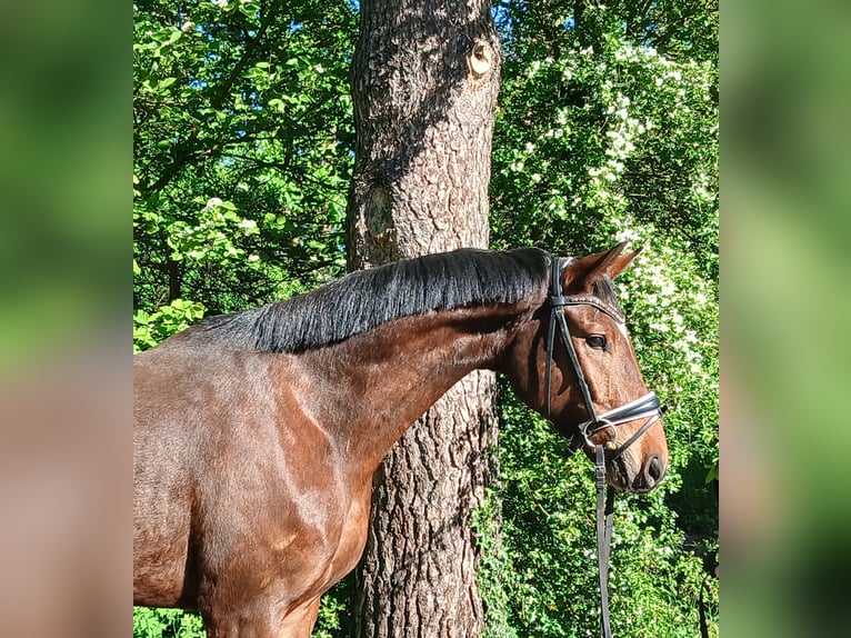 Oldenburgo Caballo castrado 4 años 168 cm Castaño in Barenburg