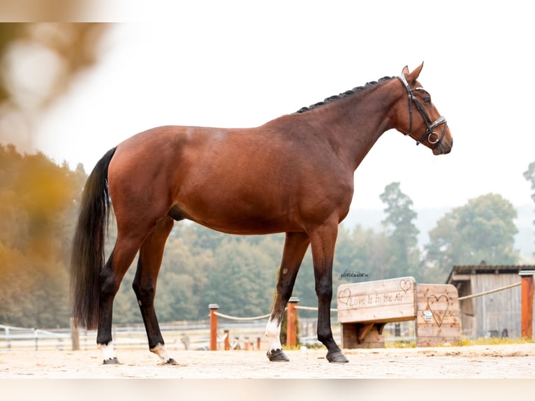 Oldenburgo Caballo castrado 4 años 168 cm Castaño in Lehrberg