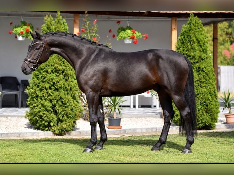 Oldenburgo Caballo castrado 4 años 168 cm Castaño in Békésszentandrás