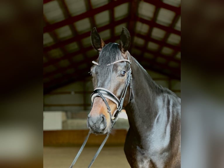 Oldenburgo Caballo castrado 4 años 168 cm Castaño in Kietz