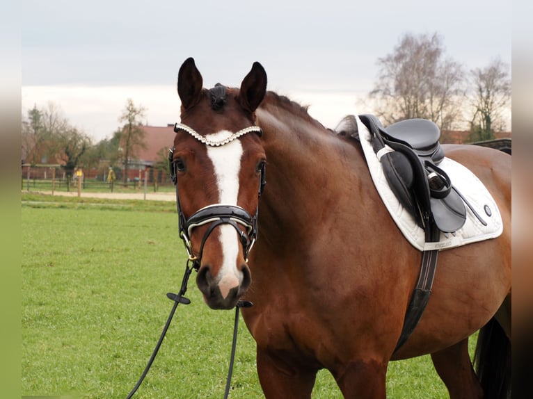 Oldenburgo Caballo castrado 4 años 168 cm Castaño in Bramsche