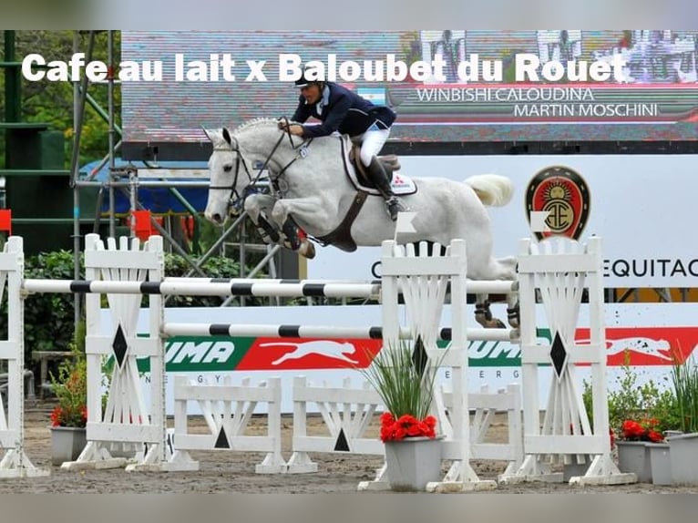 Oldenburgo Caballo castrado 4 años 168 cm Castaño in Bramsche