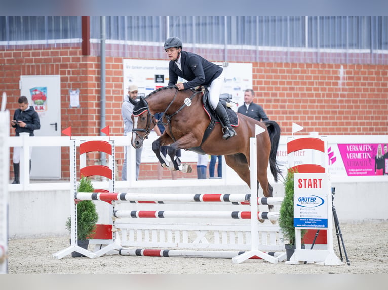 Oldenburgo Caballo castrado 4 años 168 cm Castaño in Bramsche