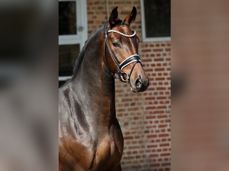 Oldenburgo Caballo castrado 4 años 168 cm Castaño in Herford