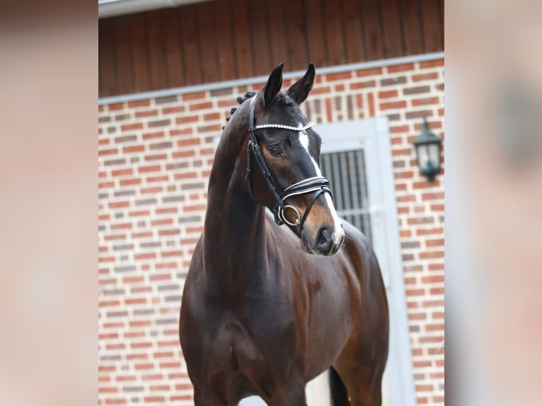 Oldenburgo Caballo castrado 4 años 168 cm Castaño oscuro in Bramsche