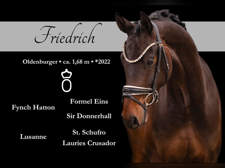 Oldenburgo Caballo castrado 4 años 168 cm Castaño oscuro in Wehringen