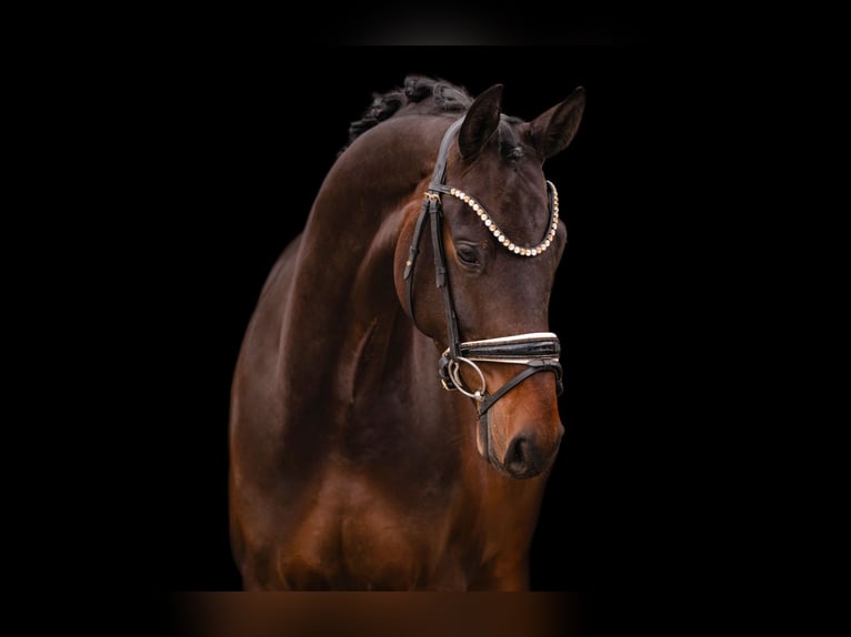 Oldenburgo Caballo castrado 4 años 168 cm Castaño oscuro in Wehringen