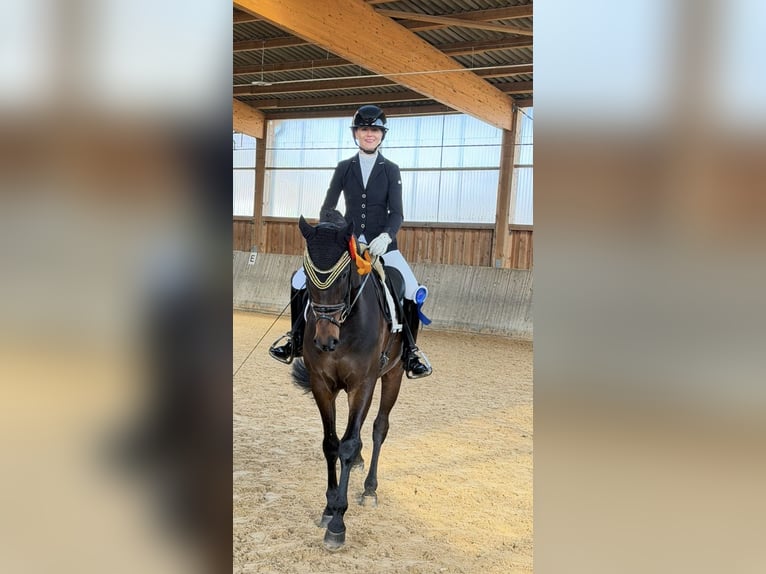 Oldenburgo Caballo castrado 4 años 168 cm Castaño oscuro in Wehringen