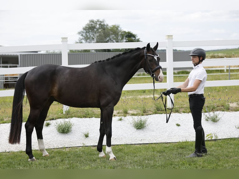 Oldenburgo Caballo castrado 4 años 168 cm Castaño oscuro in Ritzing