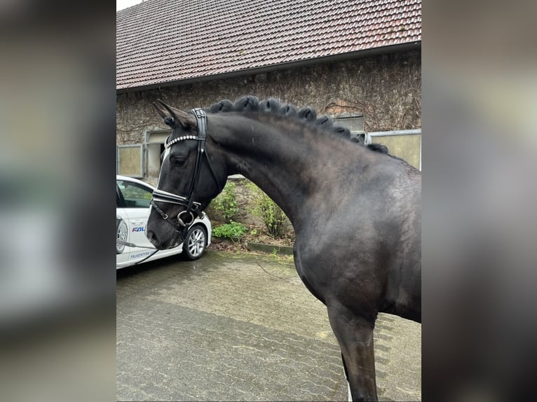Oldenburgo Caballo castrado 4 años 168 cm Negro in Bielefeld