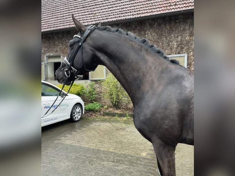 Oldenburgo Caballo castrado 4 años 168 cm Negro in Bielefeld