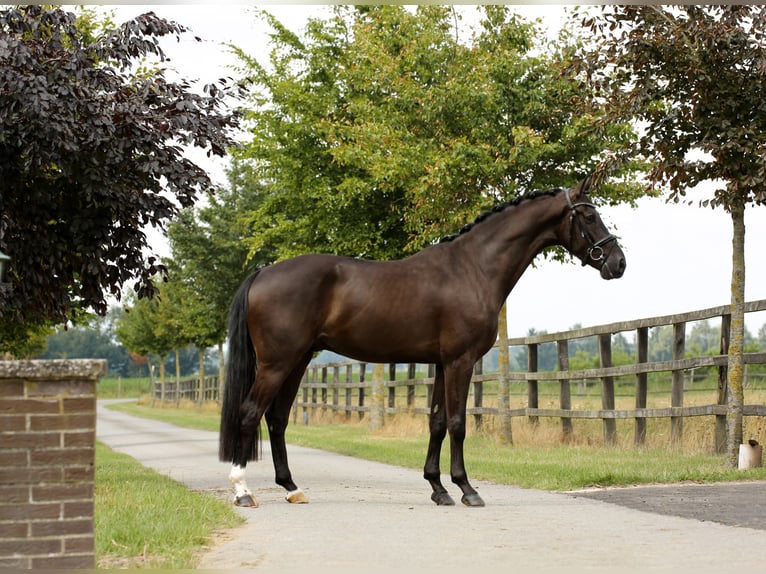 Oldenburgo Caballo castrado 4 años 168 cm Negro in Diepholz