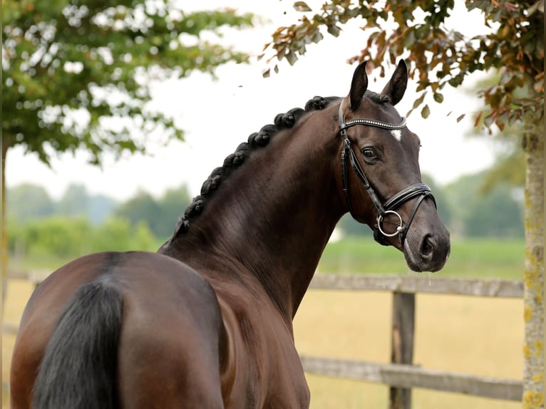 Oldenburgo Caballo castrado 4 años 168 cm Negro in Diepholz