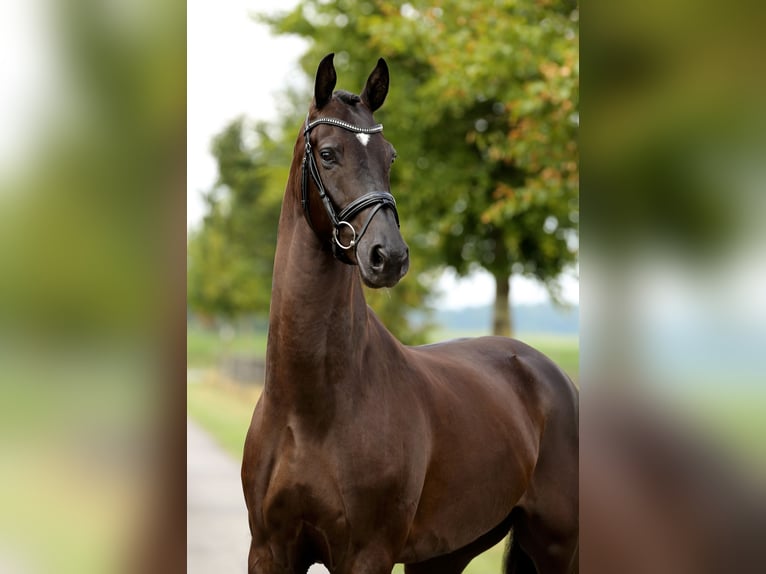 Oldenburgo Caballo castrado 4 años 168 cm Negro in Diepholz