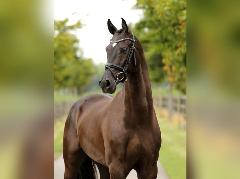 Oldenburgo Caballo castrado 4 años 168 cm Negro in Diepholz