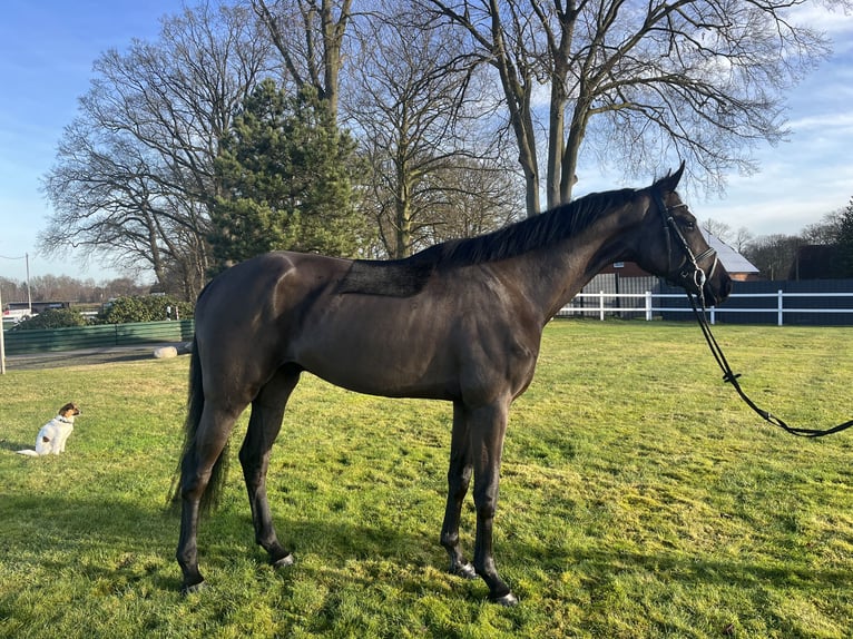 Oldenburgo Caballo castrado 4 años 168 cm Negro in Stuhr