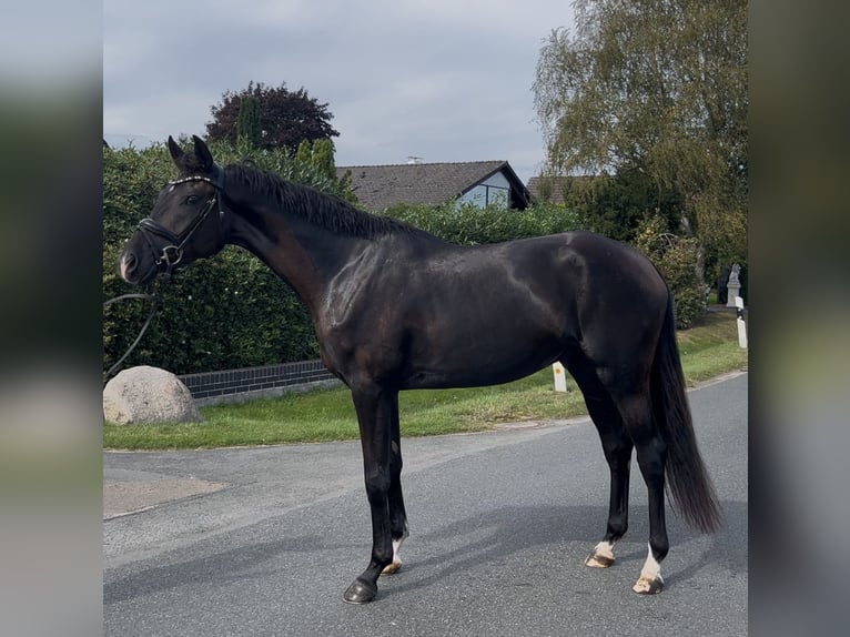 Oldenburgo Caballo castrado 4 años 168 cm Negro in Syke