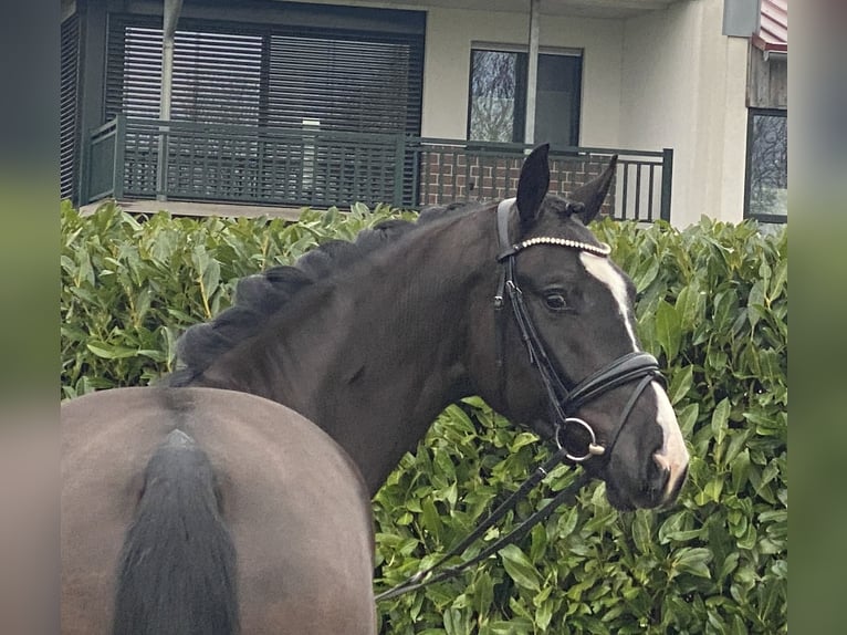 Oldenburgo Caballo castrado 4 años 168 cm Negro in Visbek