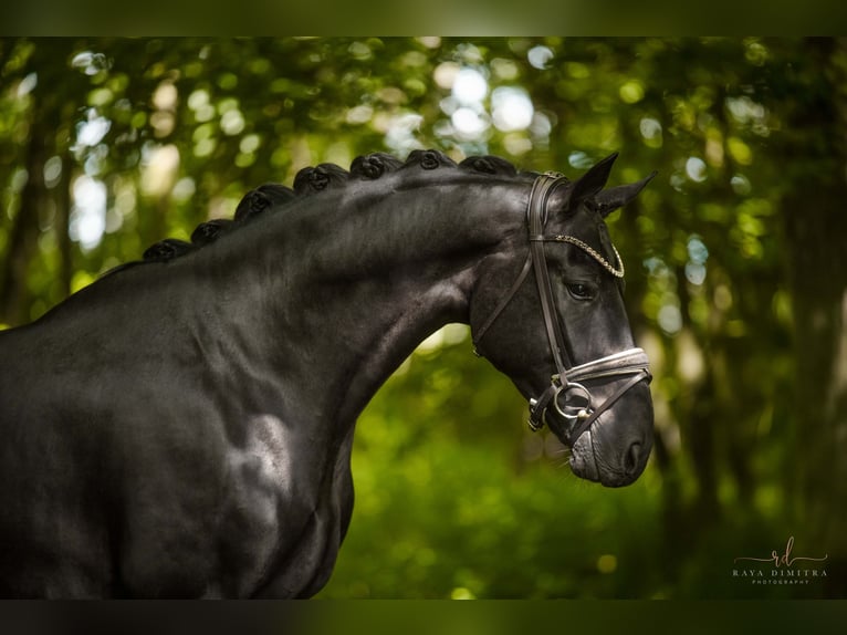 Oldenburgo Caballo castrado 4 años 168 cm Negro in Wehringen