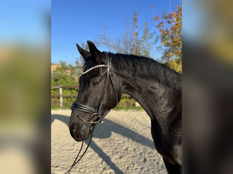 Oldenburgo Caballo castrado 4 años 168 cm Negro in Griesheim