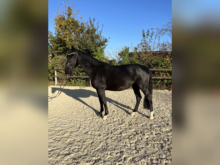 Oldenburgo Caballo castrado 4 años 168 cm Negro in Griesheim