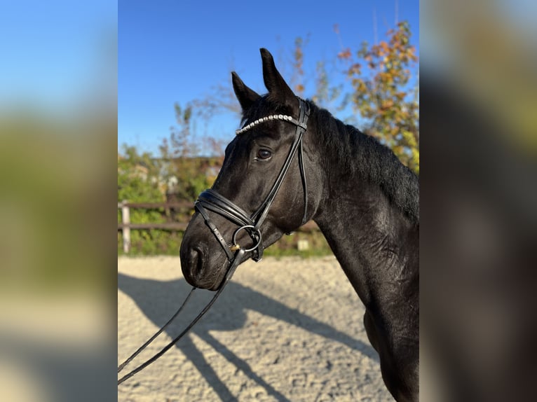 Oldenburgo Caballo castrado 4 años 168 cm Negro in Griesheim