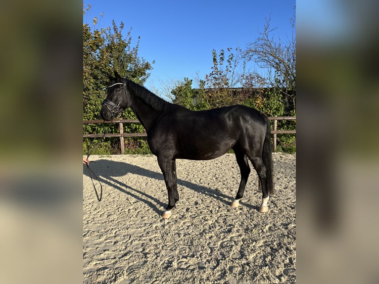 Oldenburgo Caballo castrado 4 años 168 cm Negro in Griesheim