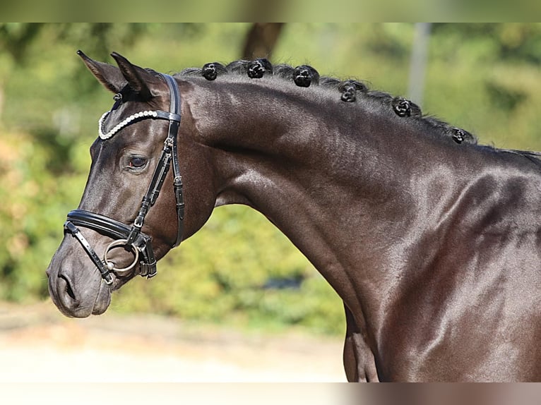 Oldenburgo Caballo castrado 4 años 168 cm Negro in Meinersen