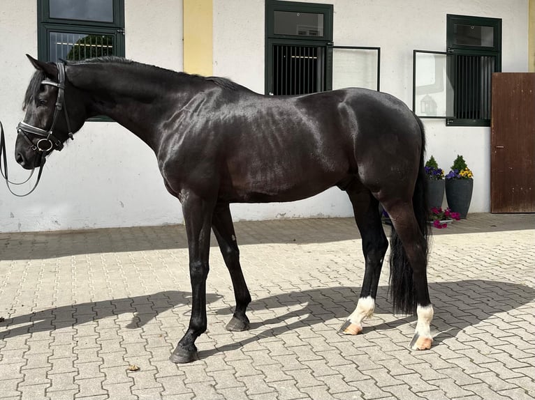 Oldenburgo Caballo castrado 4 años 168 cm Negro in Rottenburg an der Laaber