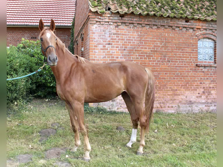 Oldenburgo Caballo castrado 4 años 169 cm Alazán in Bassum