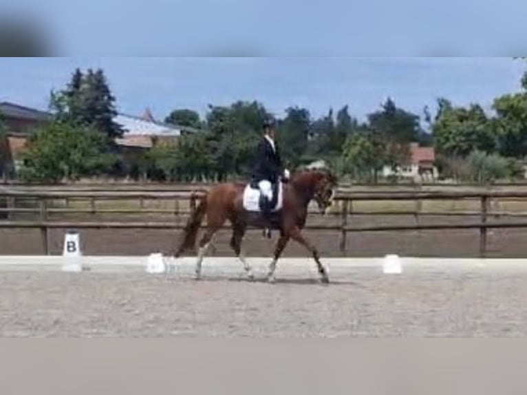 Oldenburgo Caballo castrado 4 años 169 cm Alazán-tostado in Möckern