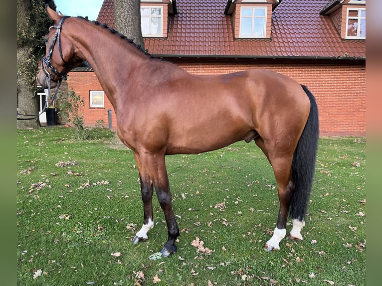 Oldenburgo Caballo castrado 4 años 169 cm Castaño in Bakum