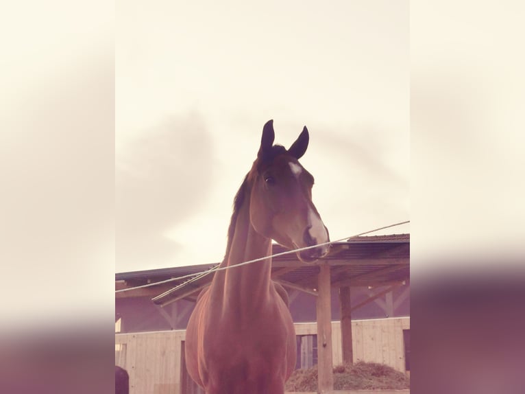 Oldenburgo Caballo castrado 4 años 169 cm Castaño in Eltmann